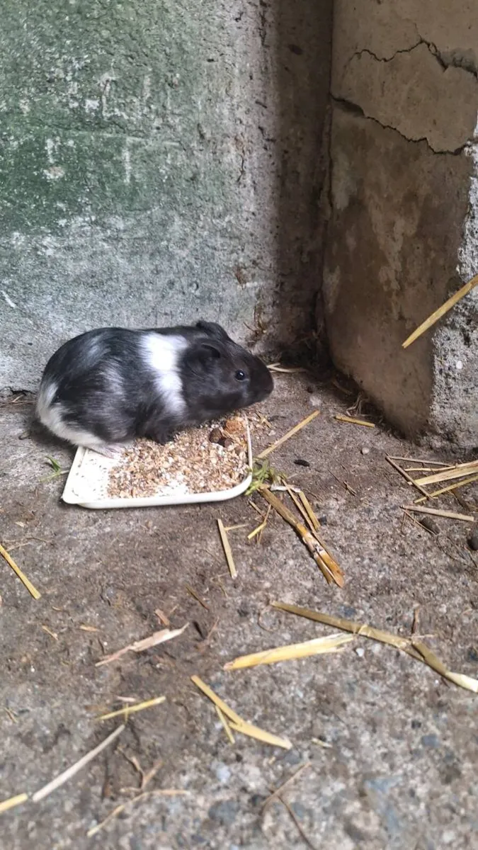 Guinea pigs - Image 1