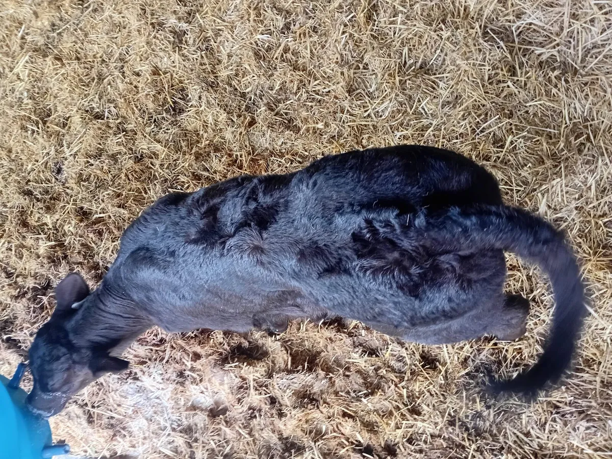 Limousin Hefer - Image 1
