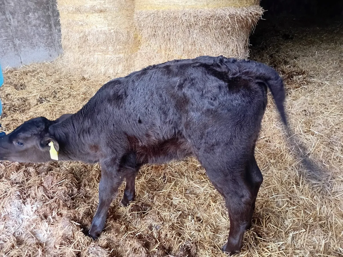 Limousin Hefer - Image 2