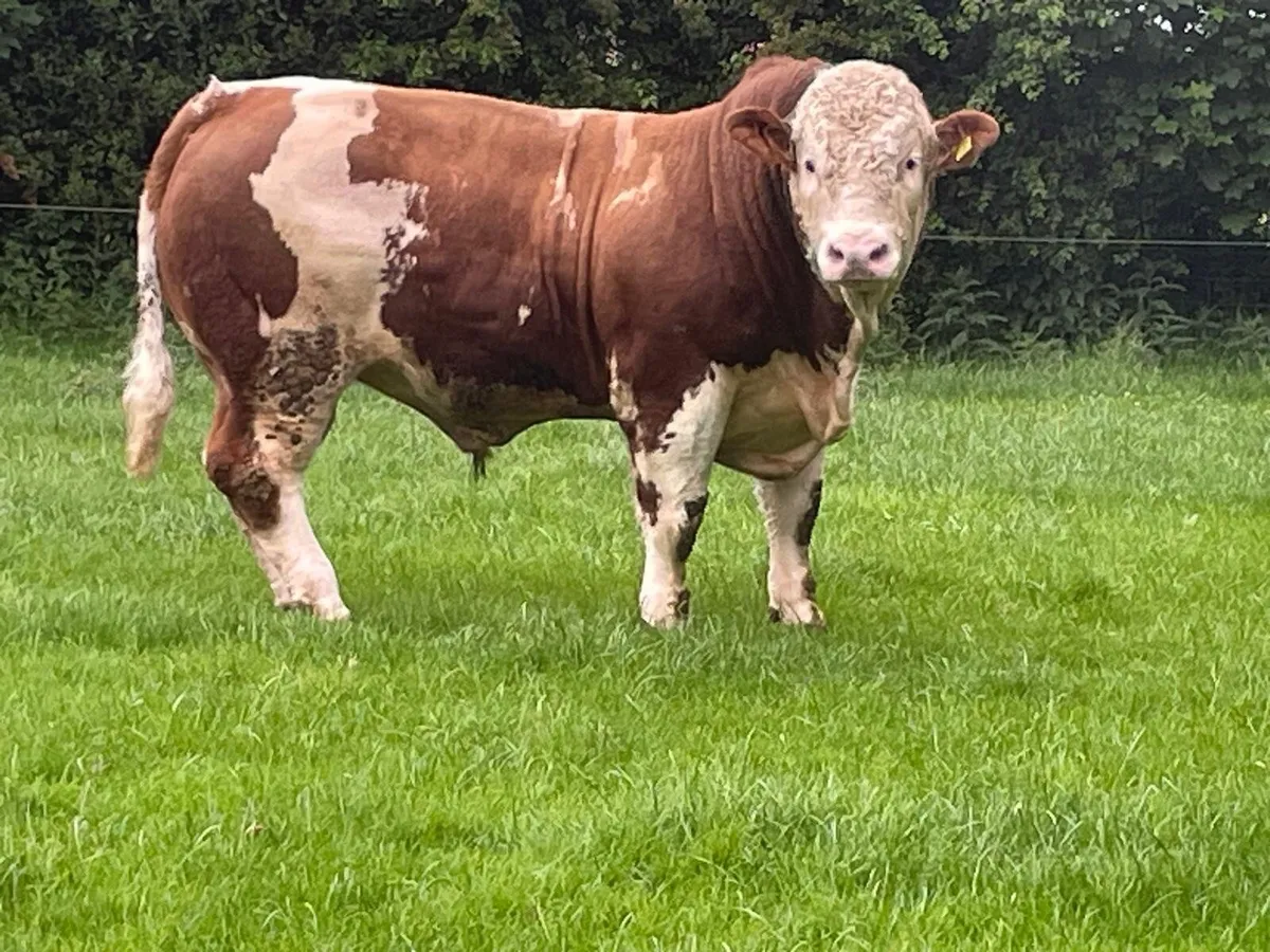Simmental Bull - Image 2