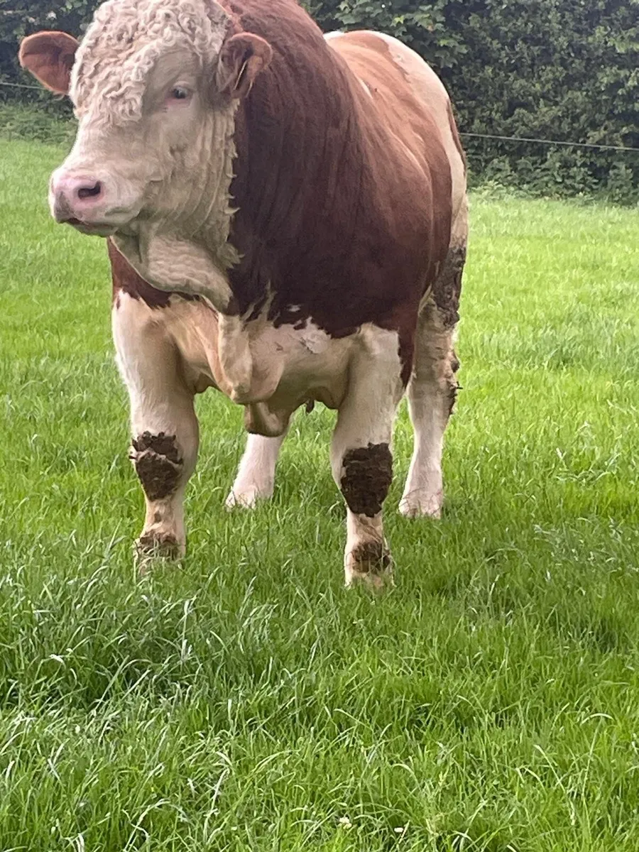 Simmental Bull - Image 3