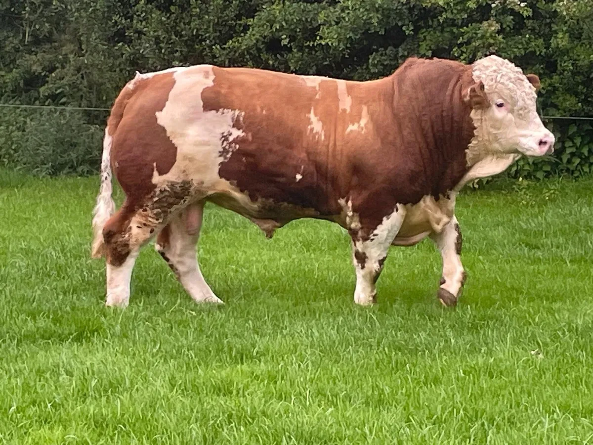 Simmental Bull - Image 4