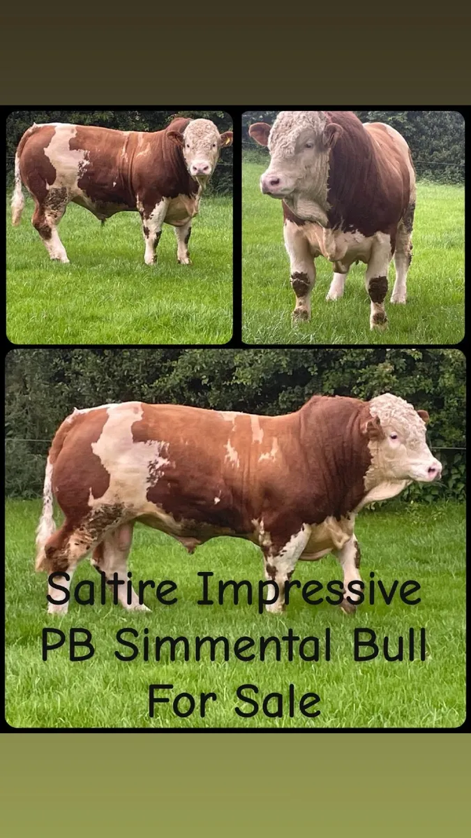 Simmental Bull - Image 1