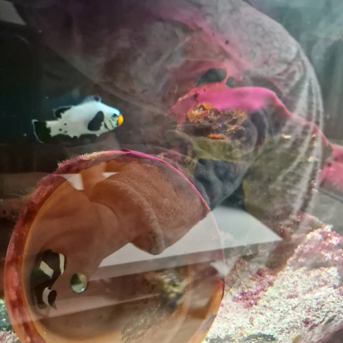 Marine fish tank, saltwater tank, clownfish - Image 2