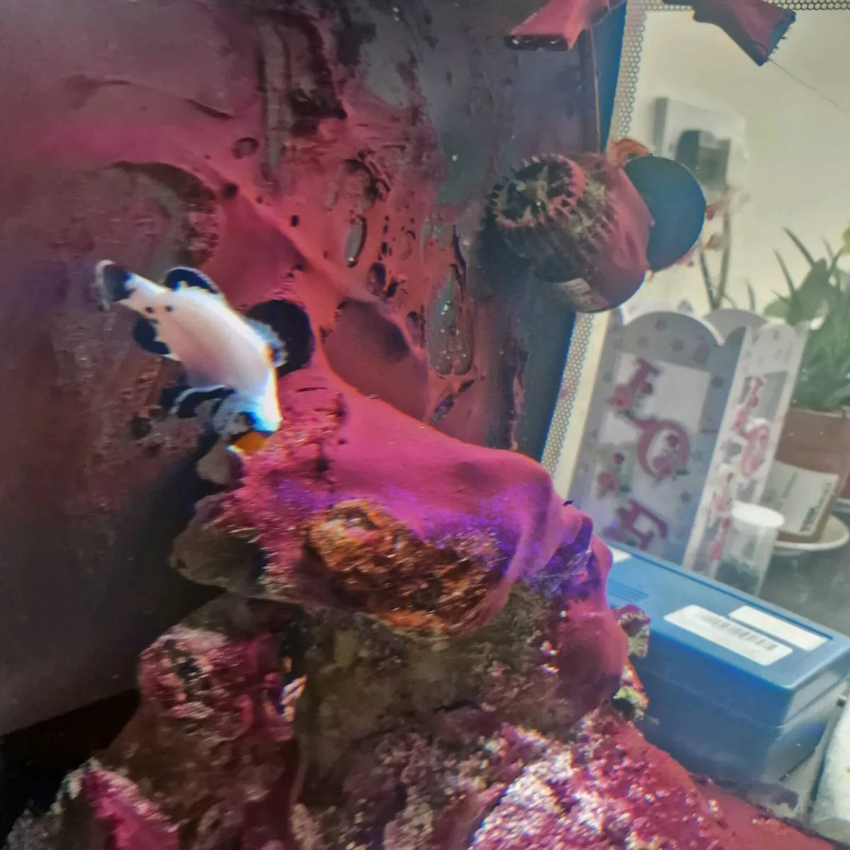 Marine fish tank, saltwater tank, clownfish - Image 4