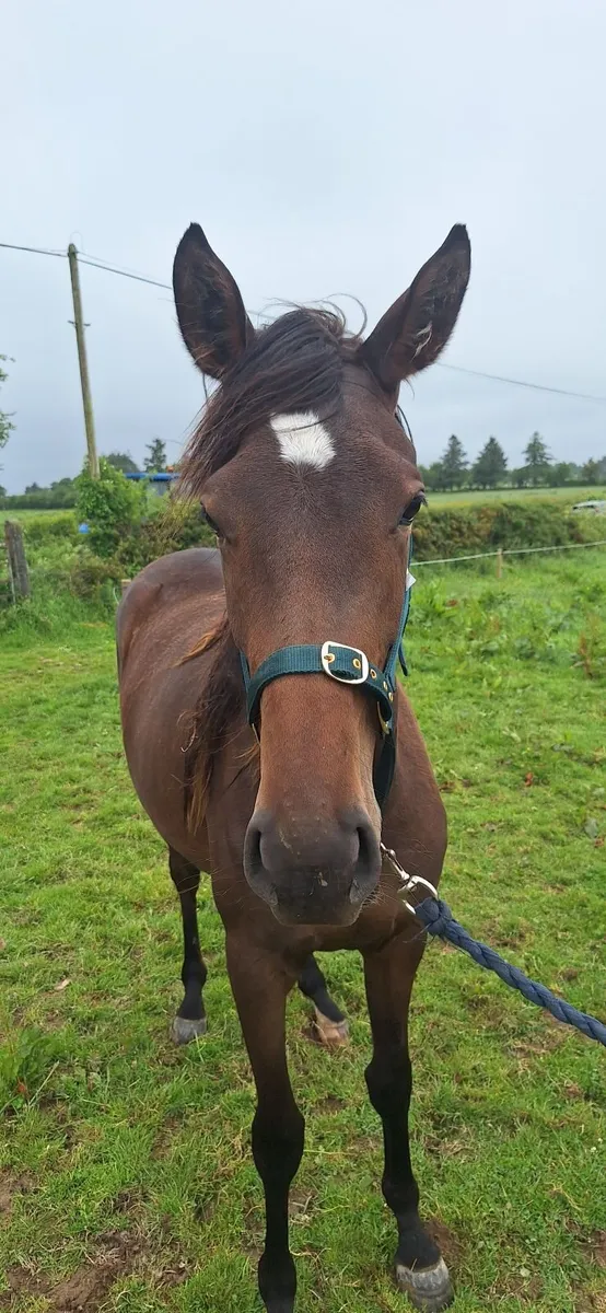Thoroughbred Horse - Image 2