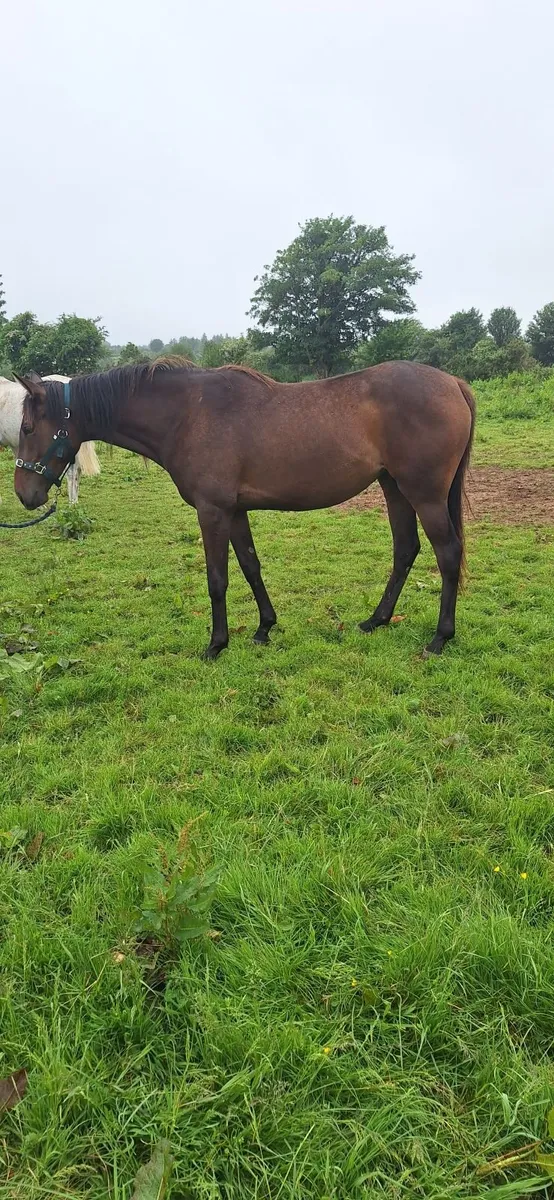 Thoroughbred Horse - Image 3