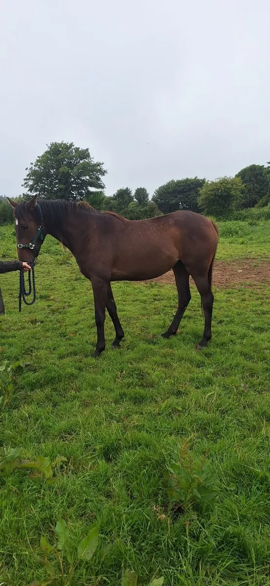 Thoroughbred Horse - Image 1