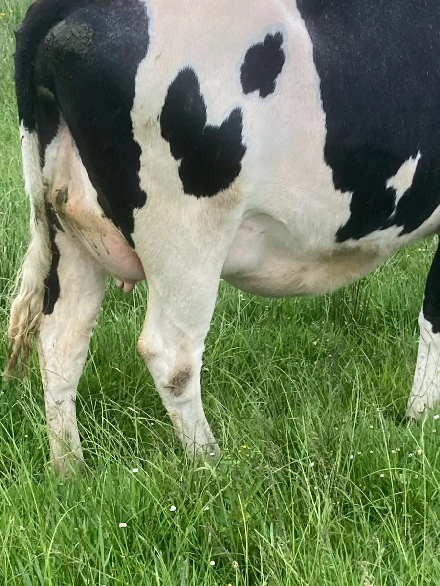 Dairy heifer - Image 2