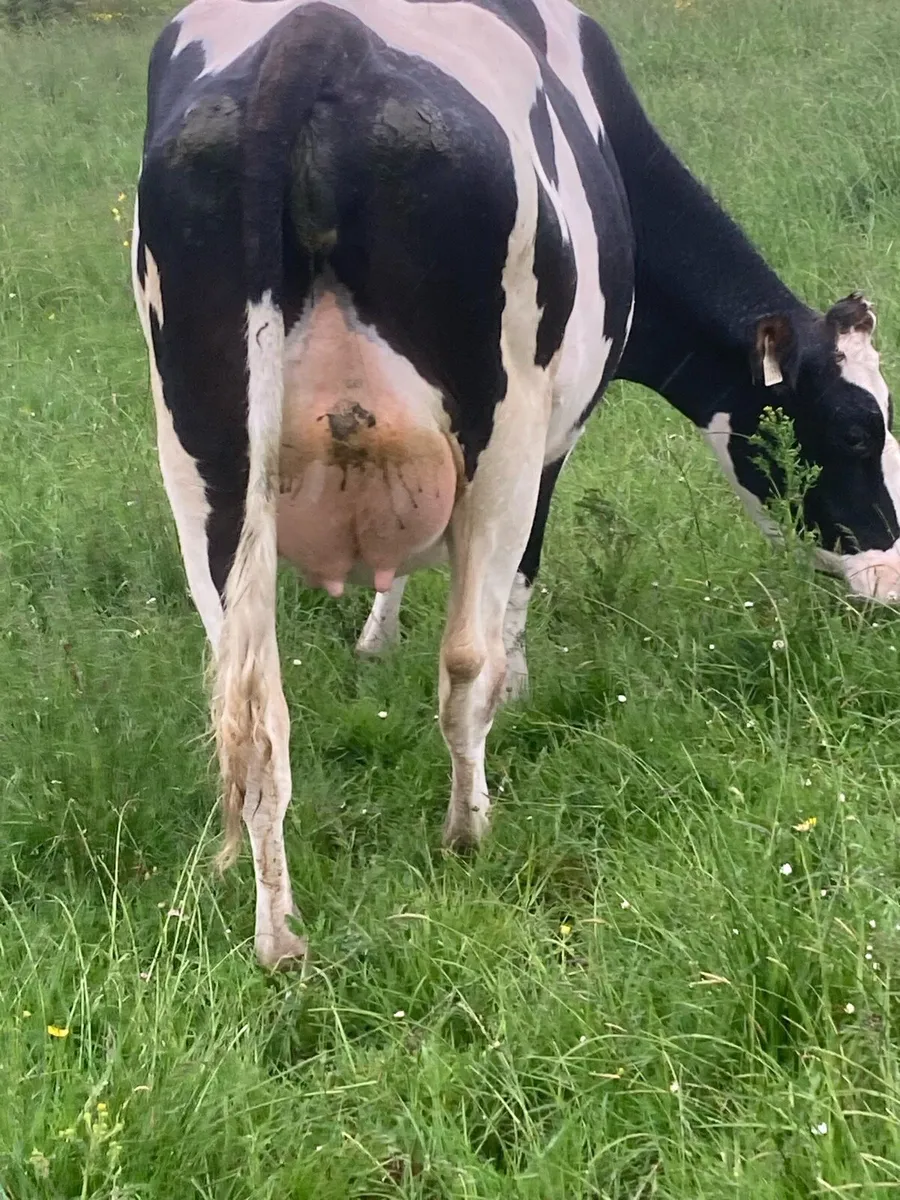 Dairy heifer - Image 1