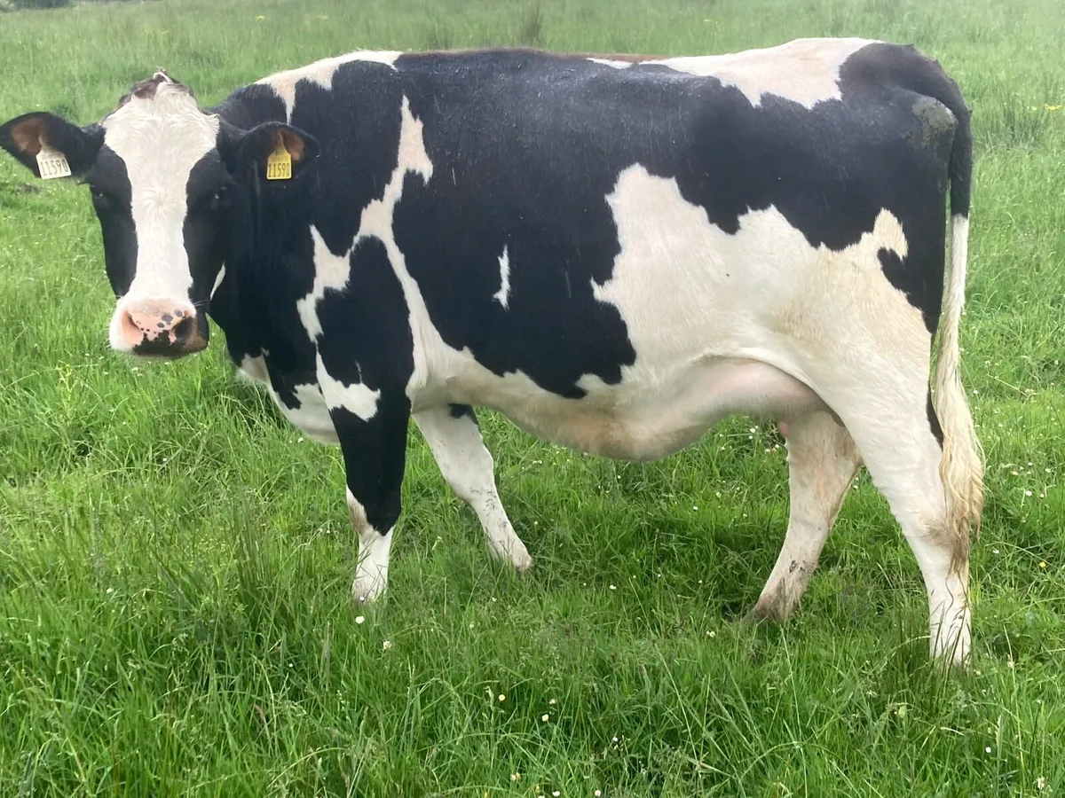 Dairy heifer - Image 3