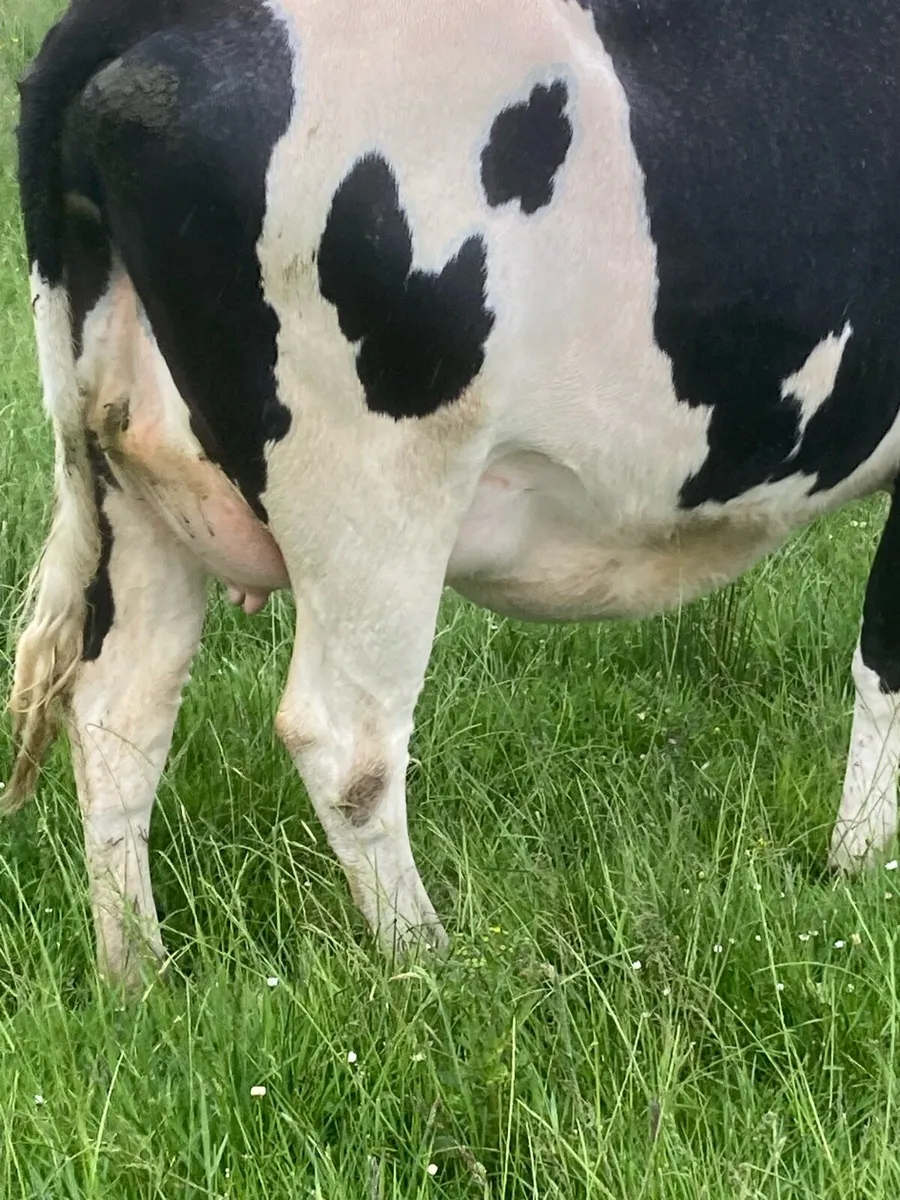 Dairy heifer - Image 4