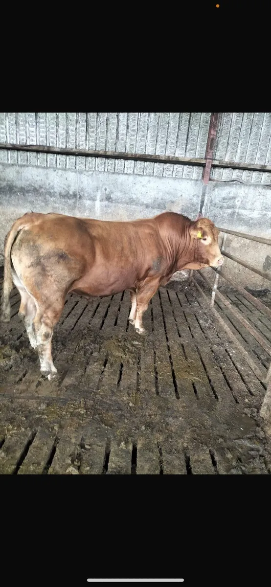 Limousine bull - Image 1