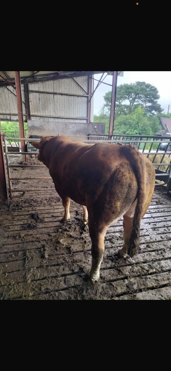 Limousine bull - Image 3