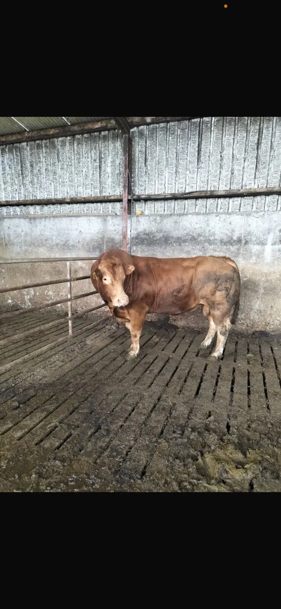 Limousine bull - Image 2
