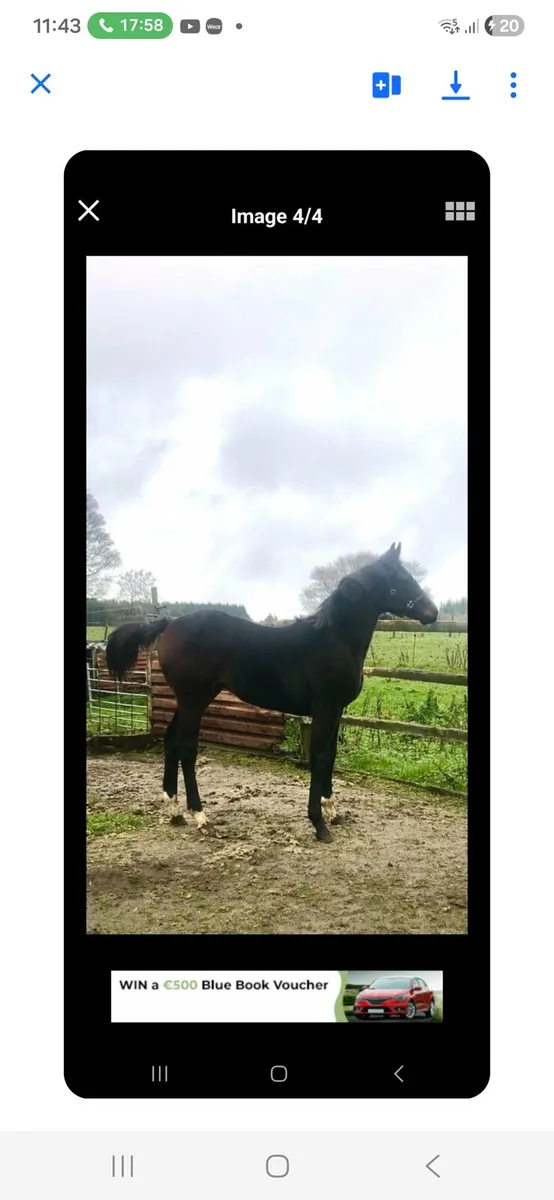 3yr old Ish Filly - Image 4