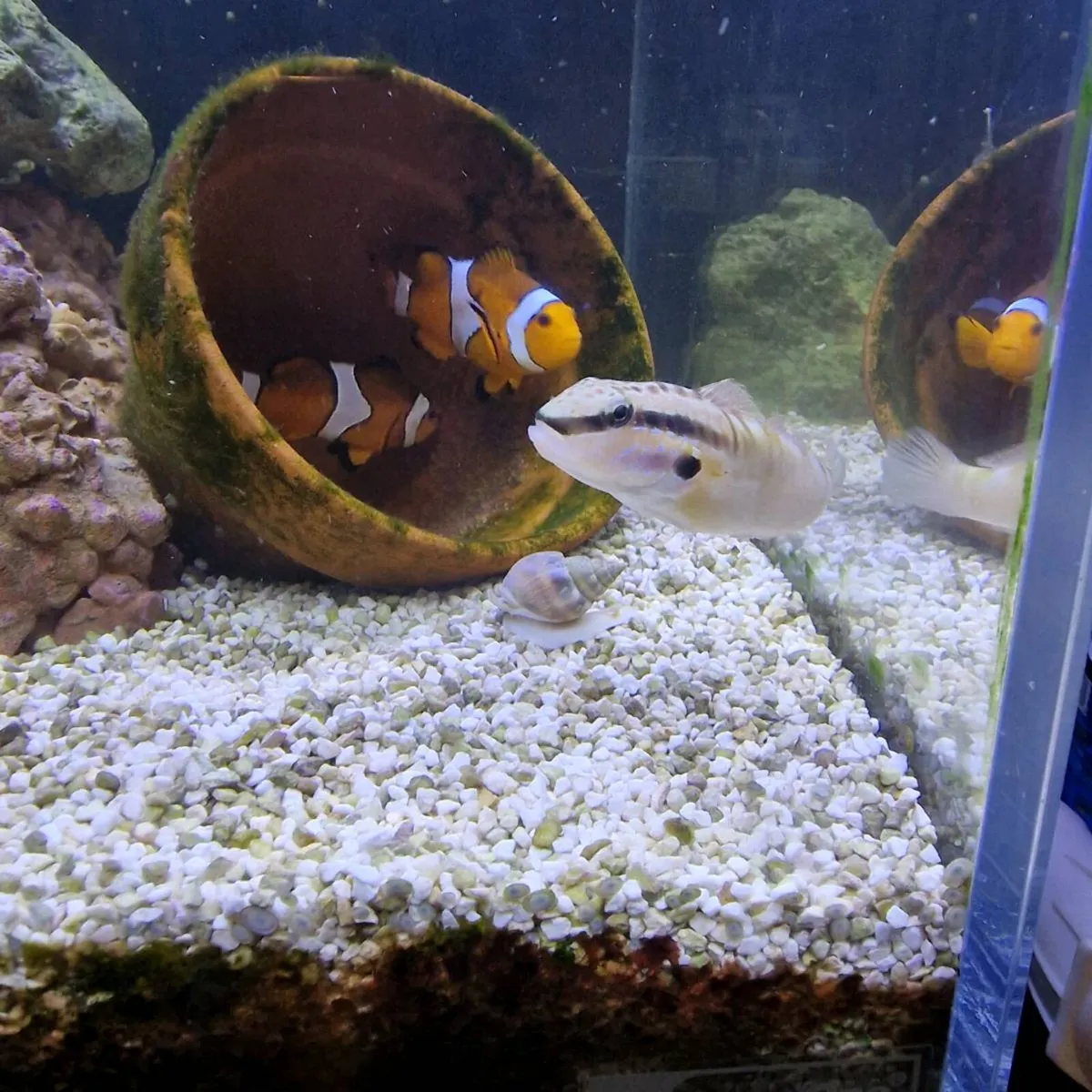 Closing down my saltwater fishtank - Image 1