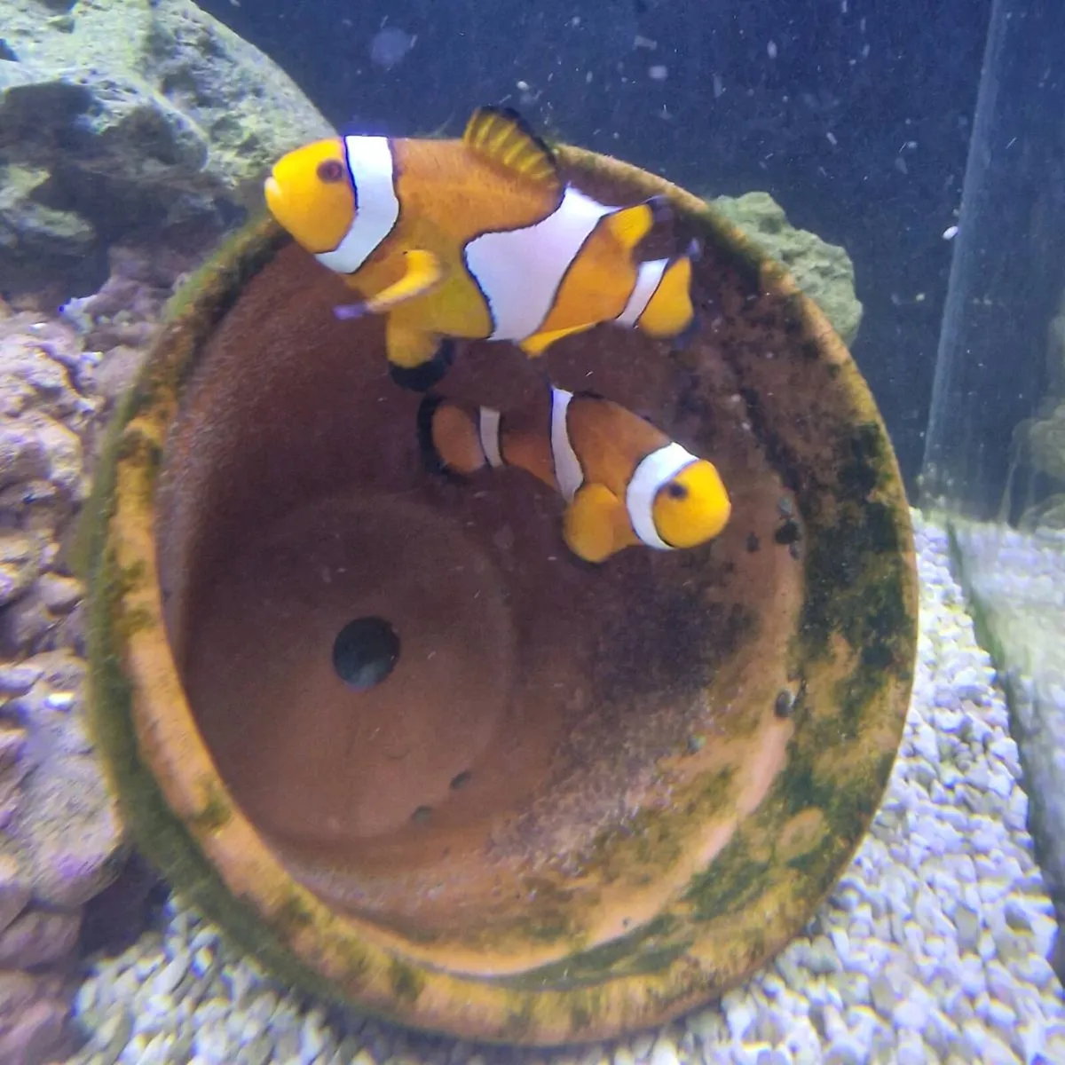 Closing down my saltwater fishtank - Image 2