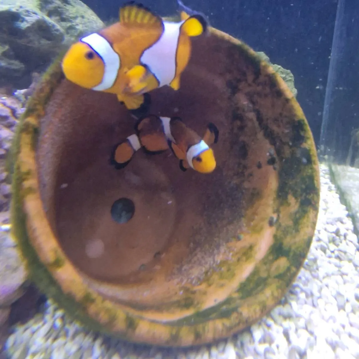 Closing down my saltwater fishtank - Image 3