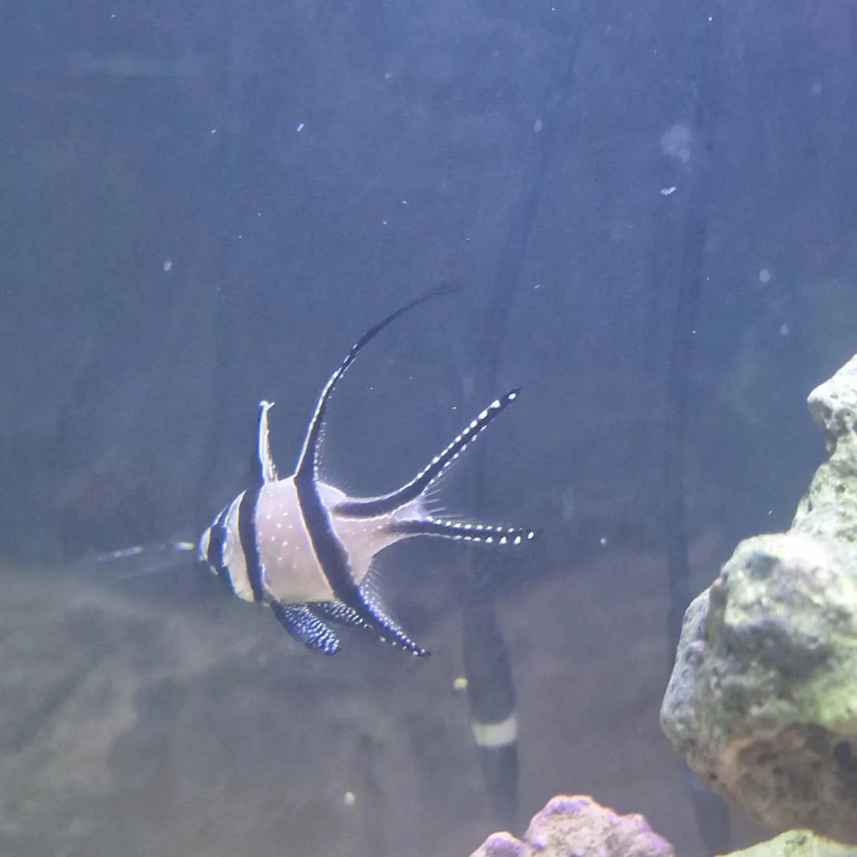 Closing down my saltwater fishtank - Image 4