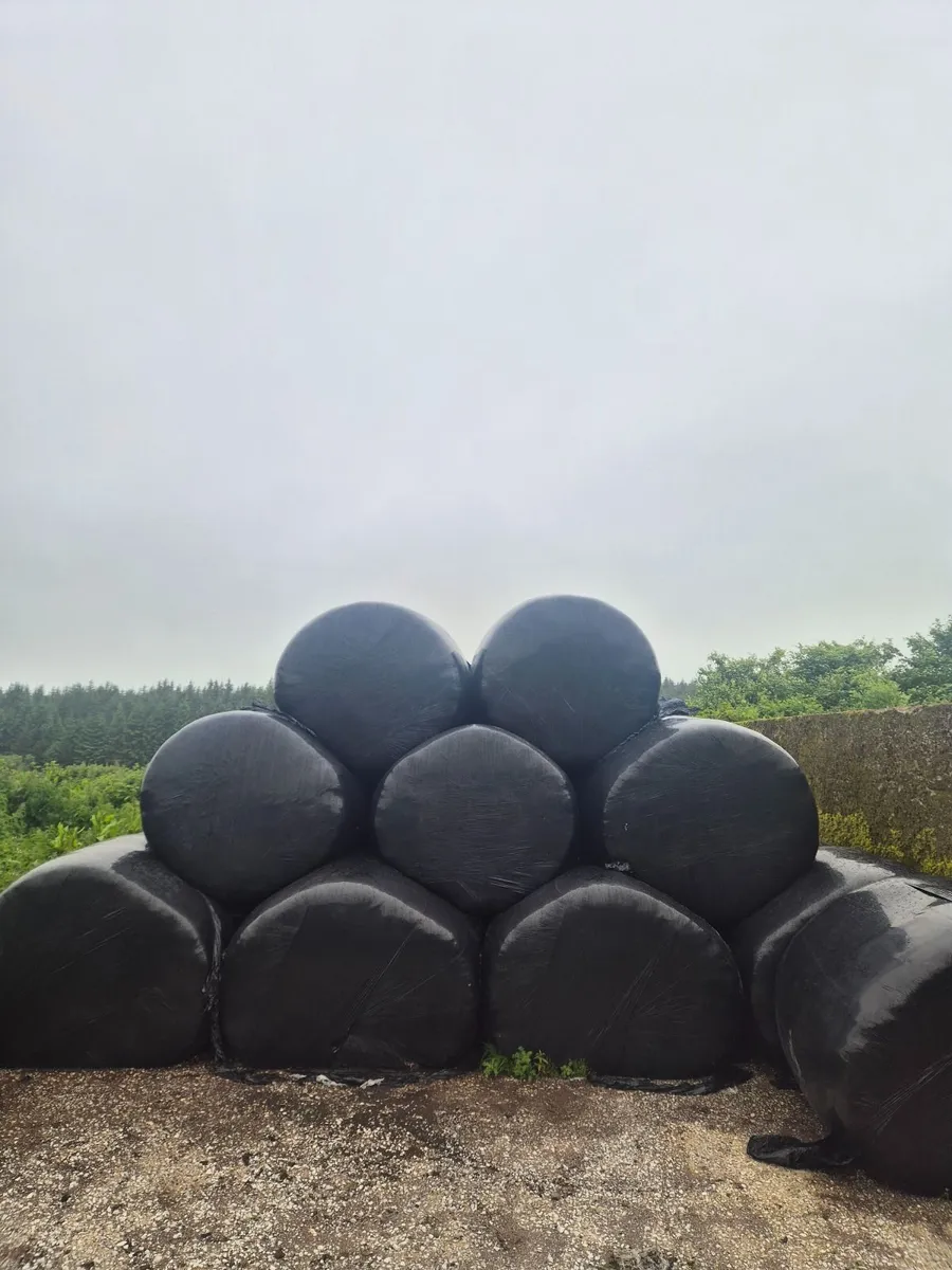 Silage bales - Image 1