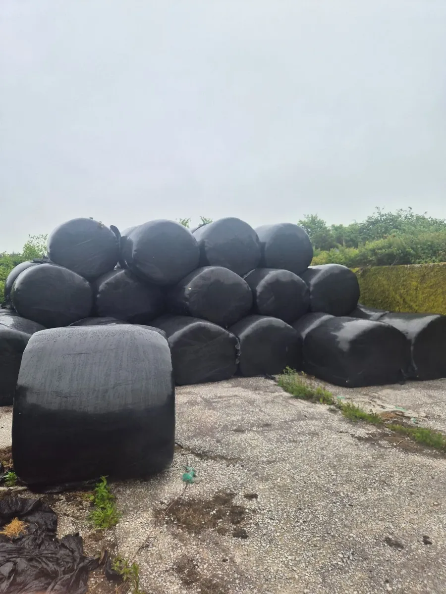 Silage bales - Image 2