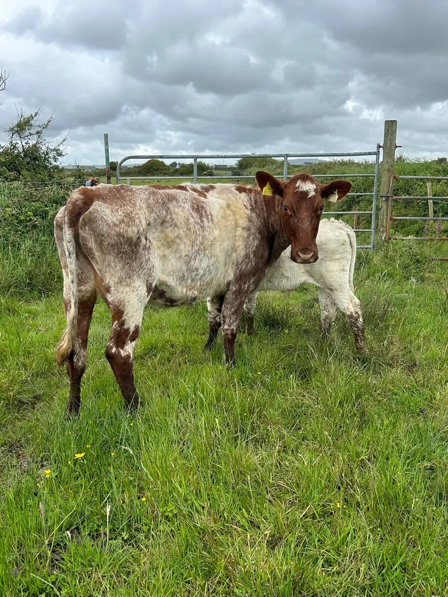 Traditional Shorthorn Springer with calf - Image 2