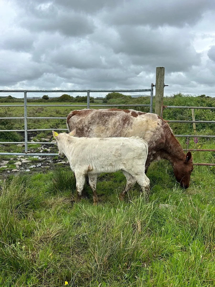 Traditional Shorthorn Springer with calf - Image 3