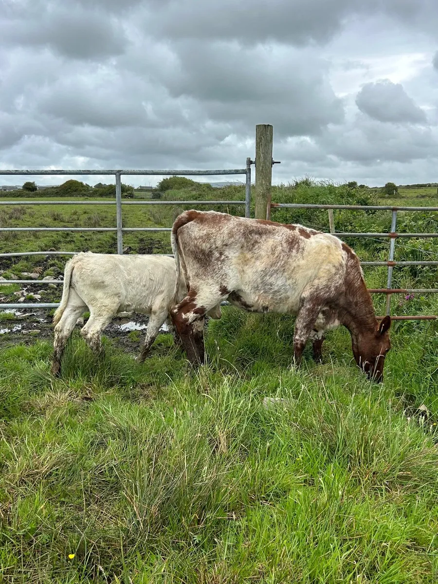 Traditional Shorthorn Springer with calf - Image 4