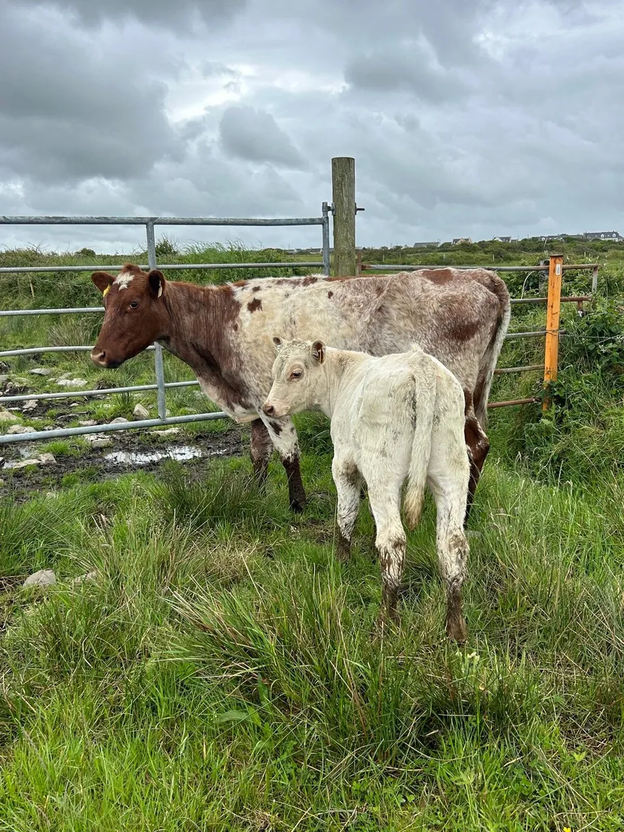Traditional Shorthorn Springer with calf - Image 1