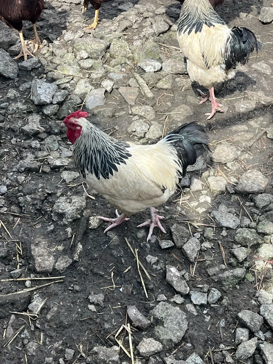 Poultry eggs chicks - Image 1