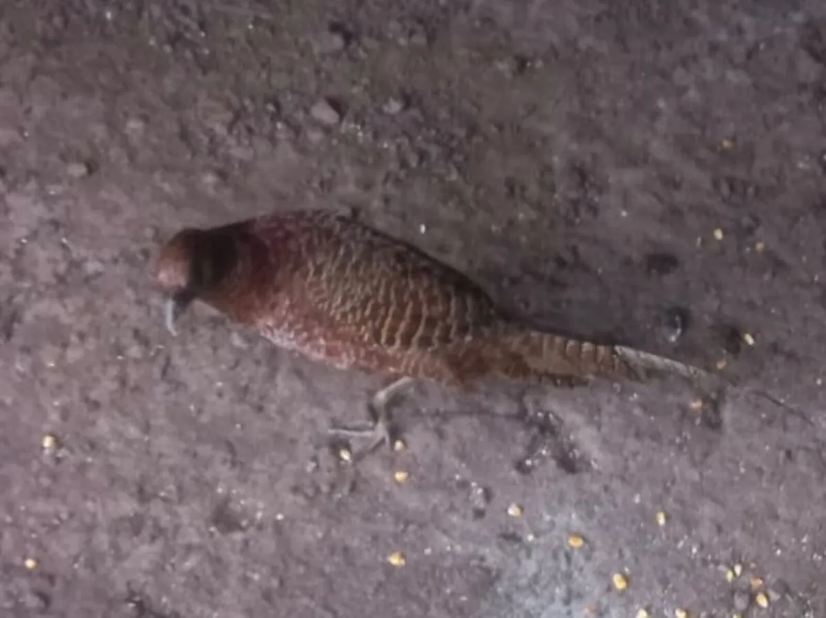 Pheasants - Image 2