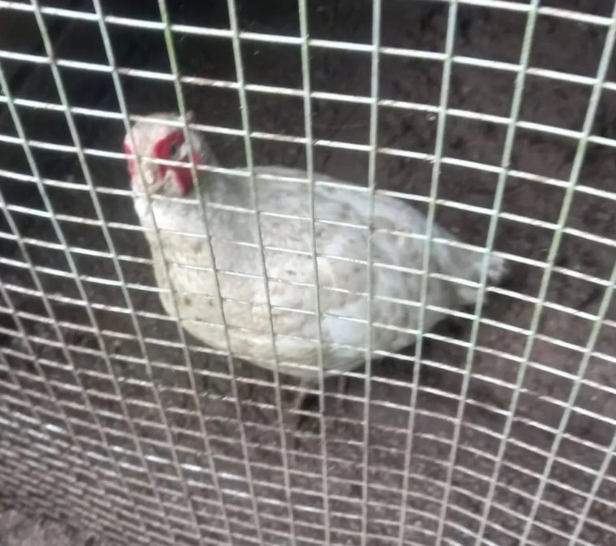 Pheasants - Image 3