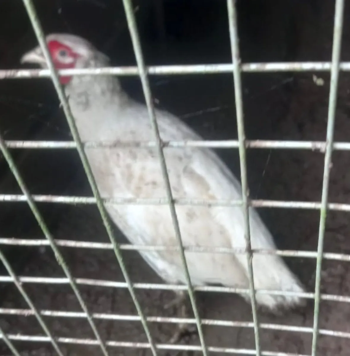Pheasants - Image 4