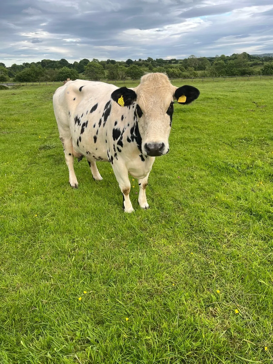 Livestock - Image 1