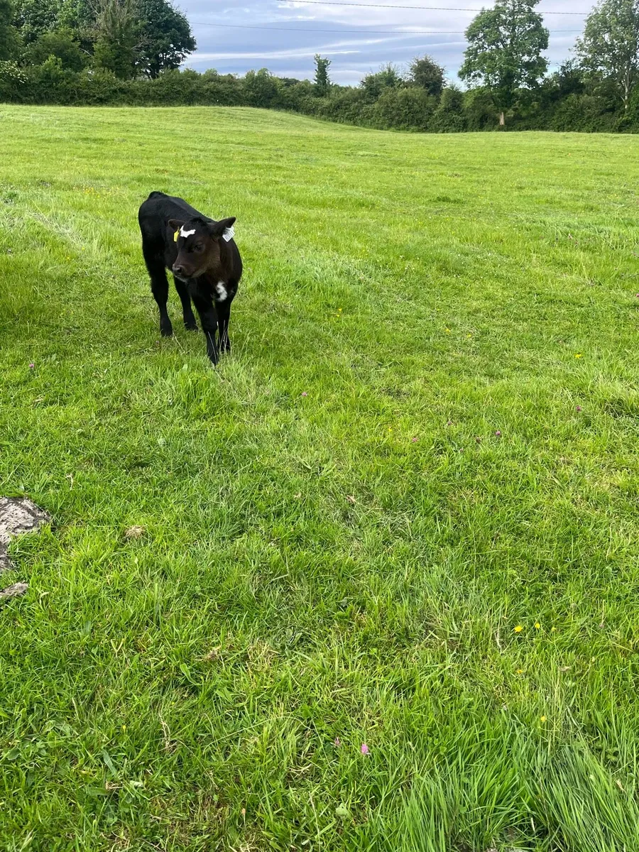 Livestock - Image 2