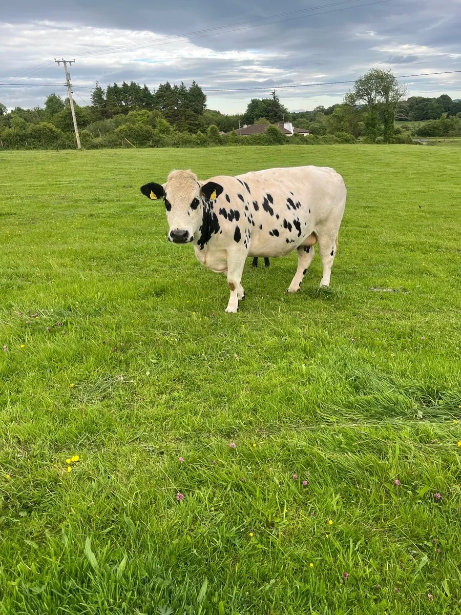 Livestock - Image 3
