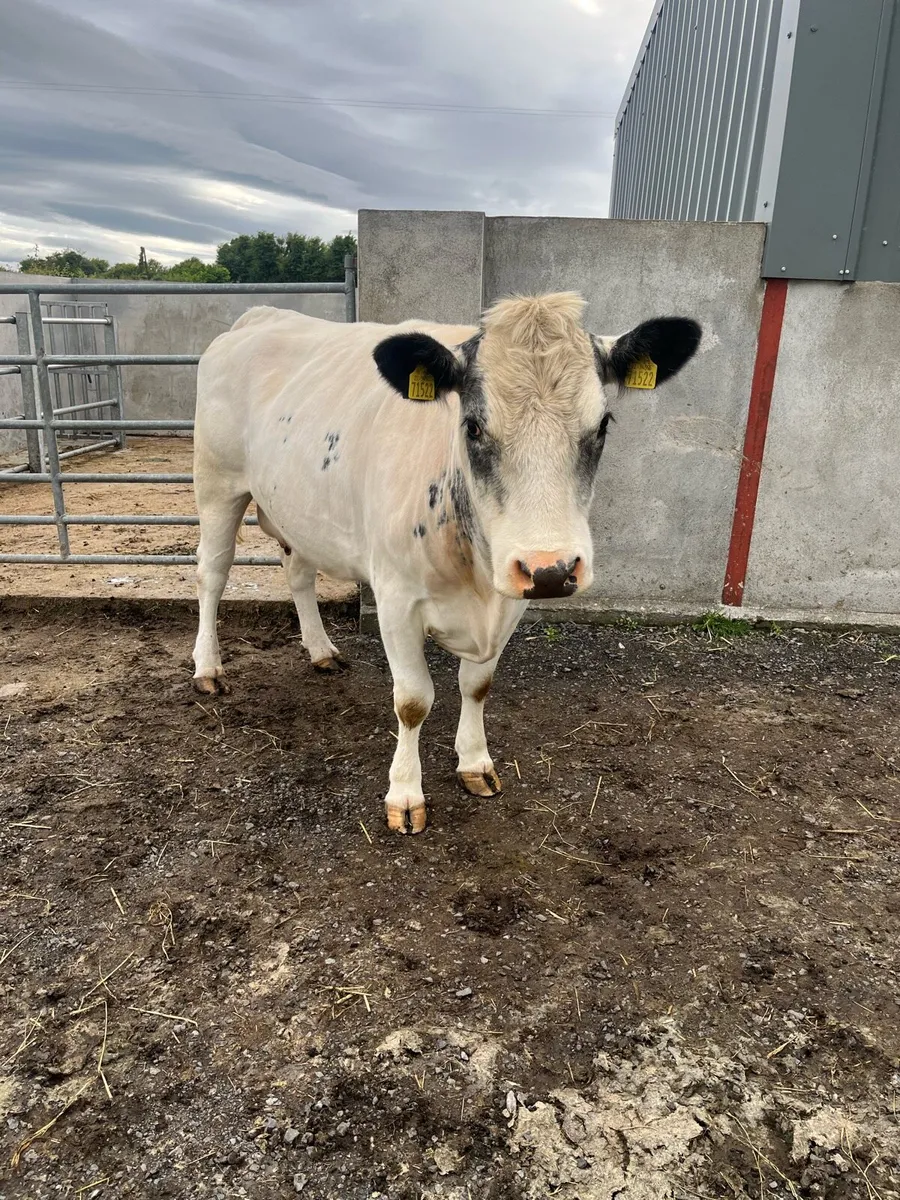 Livestock - Image 4