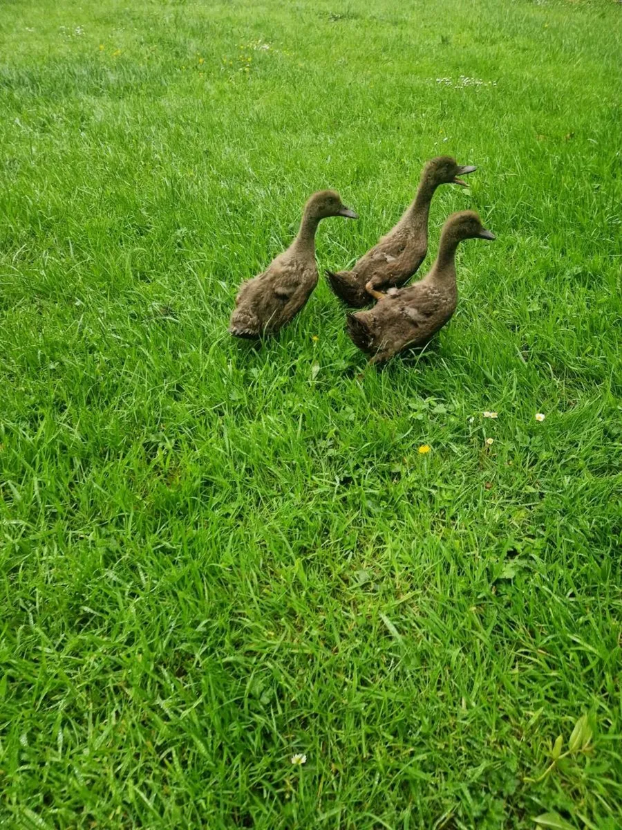 Khaki Campbell ducks - Image 2