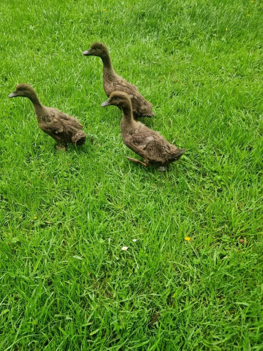 Khaki Campbell ducks - Image 1