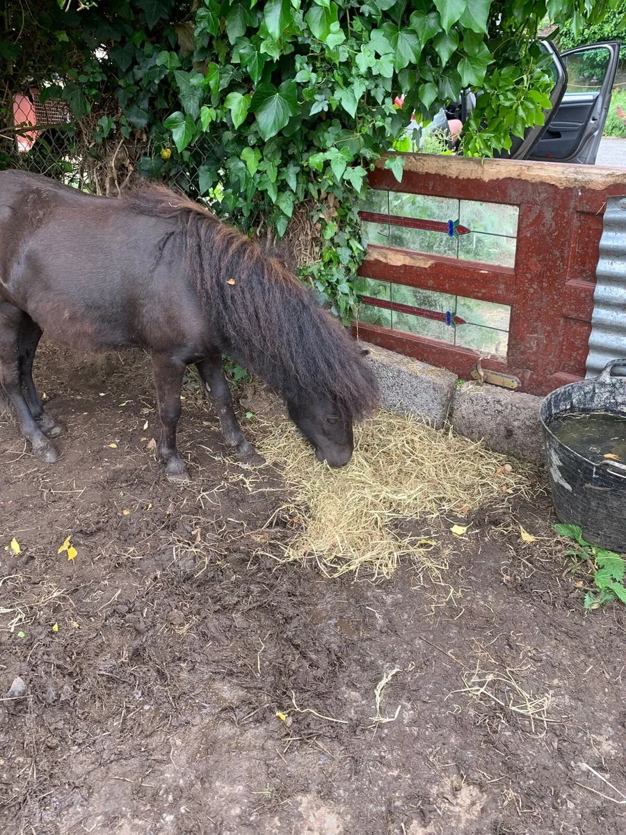 Poney - Image 1