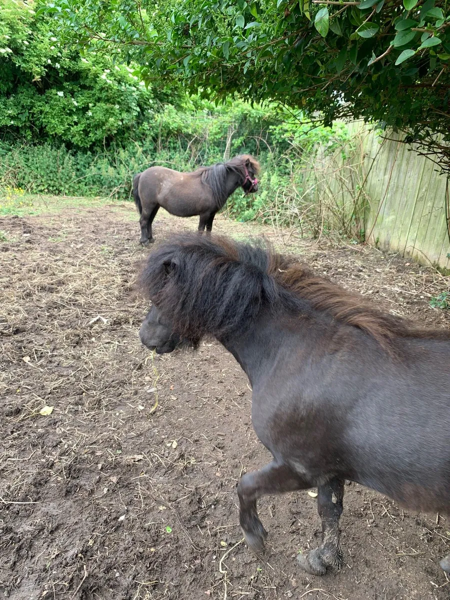 Poney - Image 2