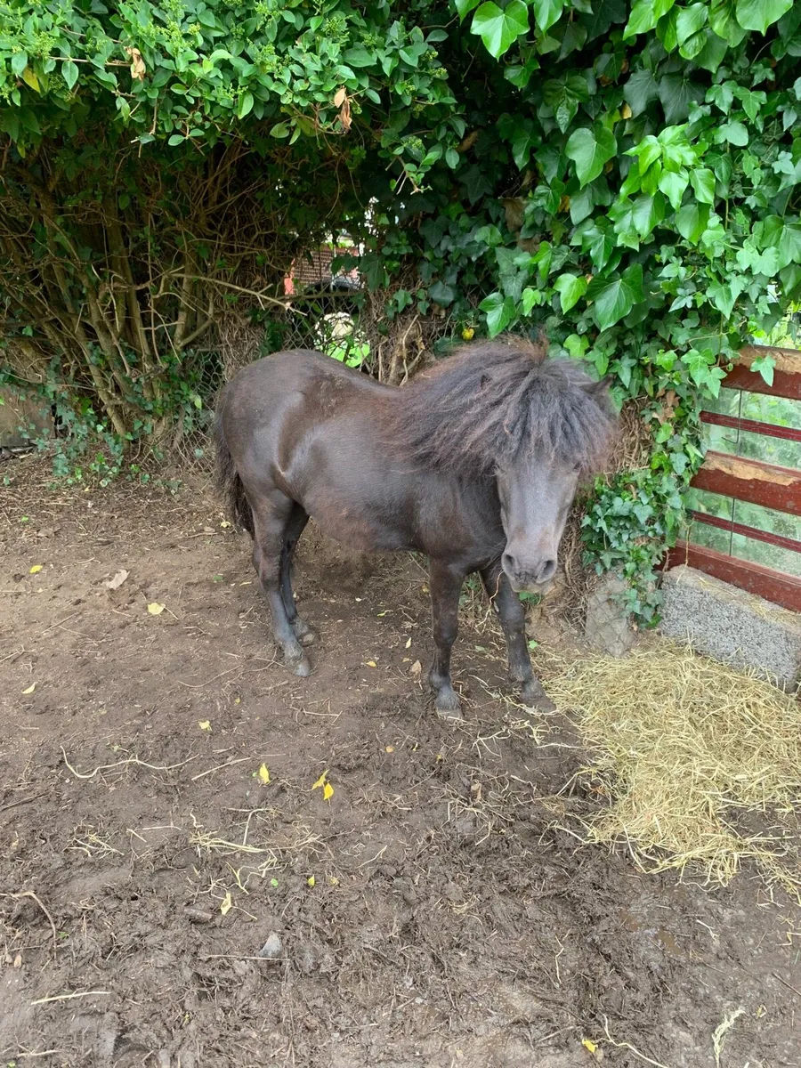 Poney - Image 3