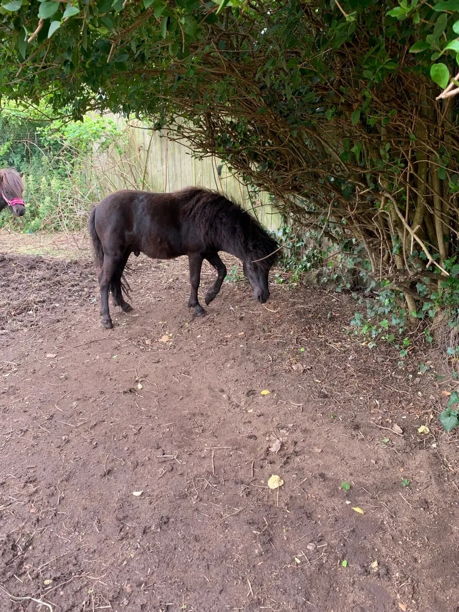 Poney - Image 4