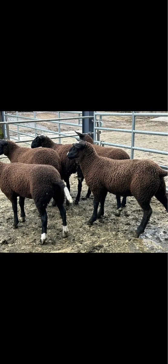 Zwartble Ewe lambs - Image 1