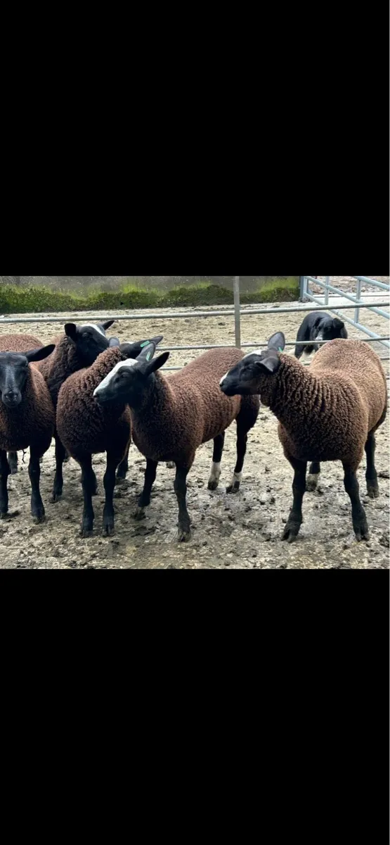 Zwartble Ewe lambs - Image 2