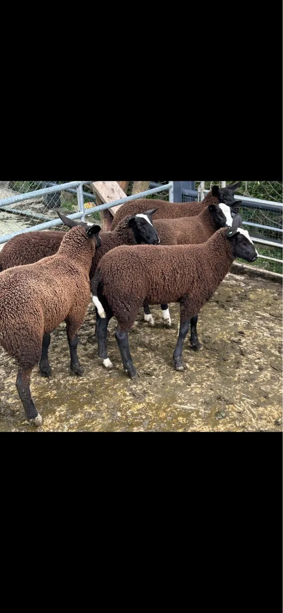 Zwartble Ewe lambs - Image 3