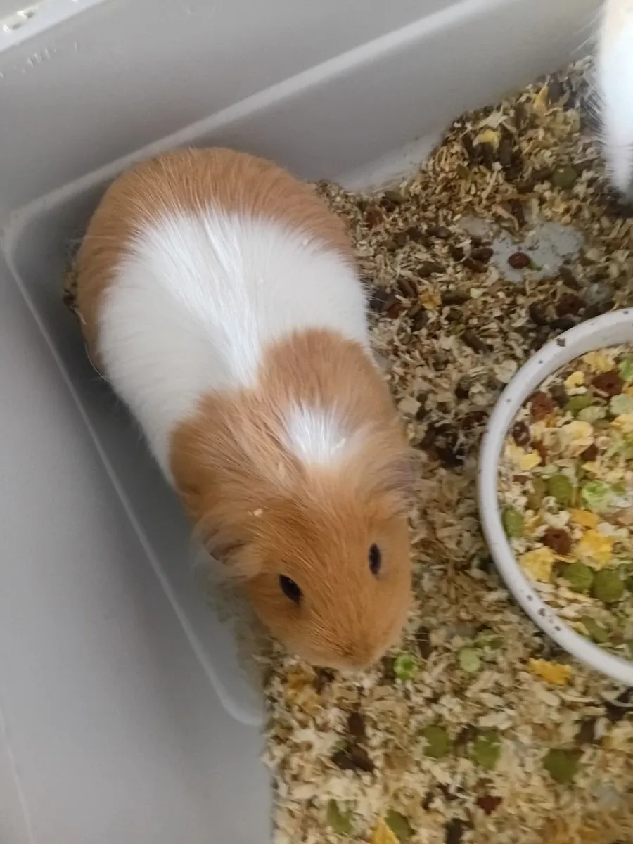 2 female guinea pigs - Image 1