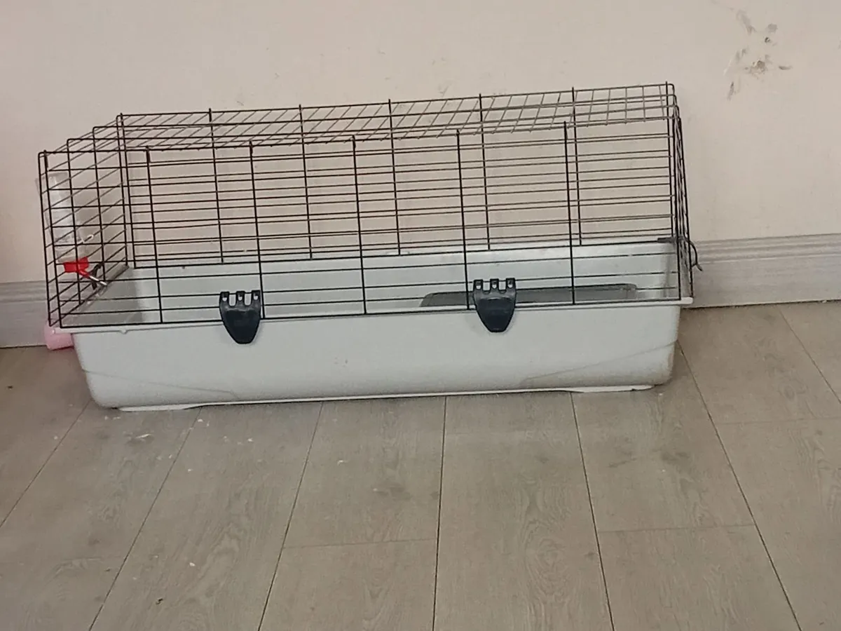 2 female guinea pigs - Image 3