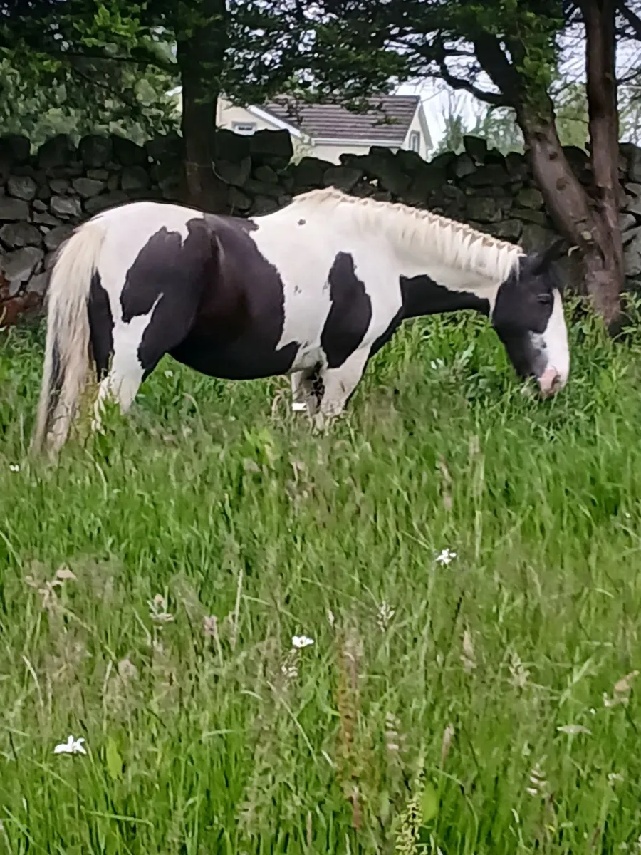 Mare - Image 3
